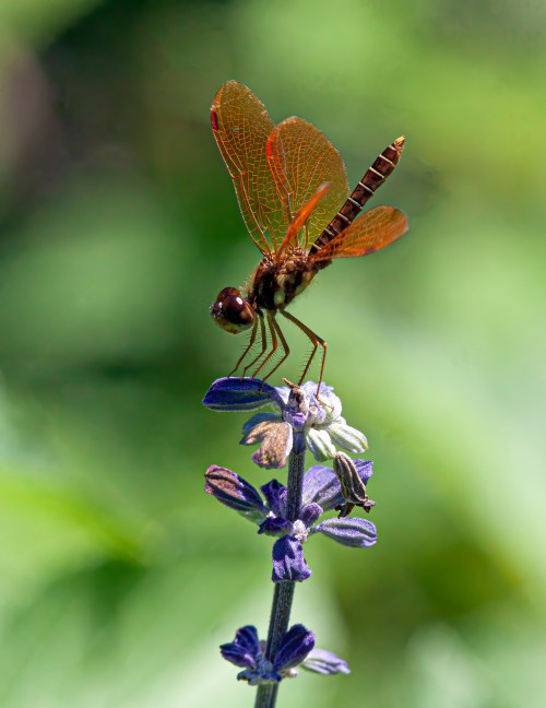 Eastern Amberwing