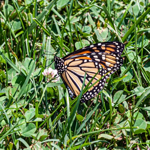Monarch Butterfly