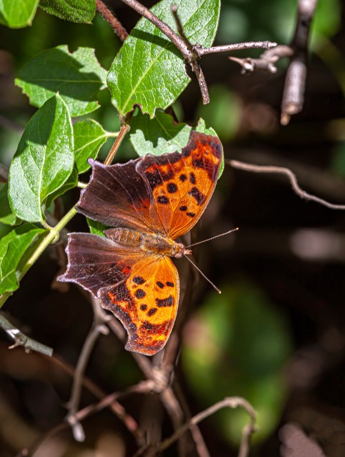 Question Mark butterfly