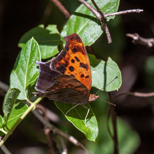 Question Mark butterfly