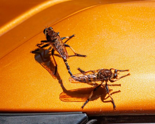 Red-footed Cannibalfly