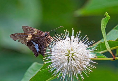 Silver-spotted Skipper
