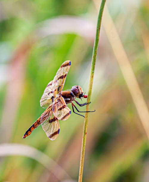 Painted Skimmer