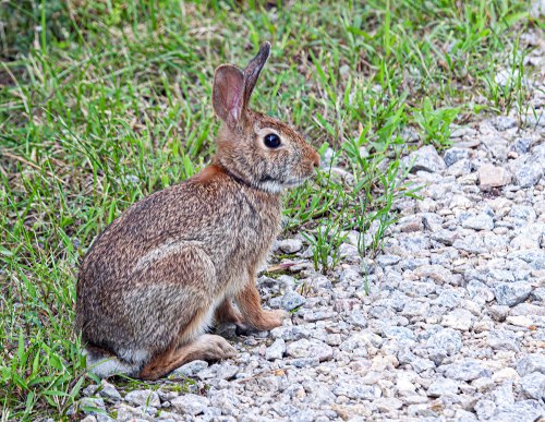 Eastern Cottontail 