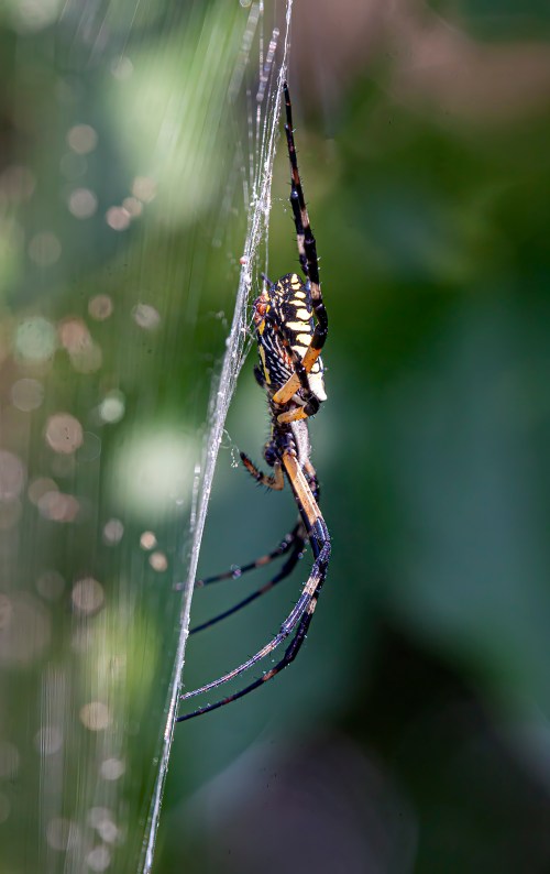 Argiope aurantia
