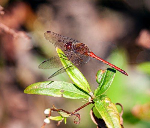 Autumn Meadowhawk