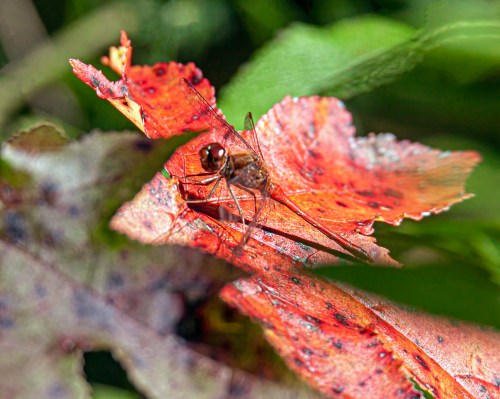 Autumn Meadowhawk