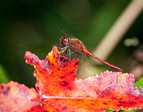 Autumn Meadowhawk