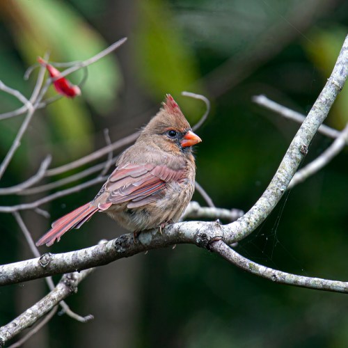 Northern Cardinal
