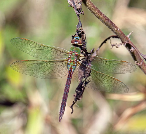 Common Green Darner