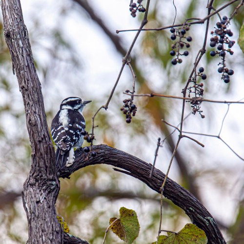 Downy Woodpecker