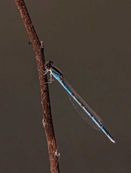 Familiar Bluet