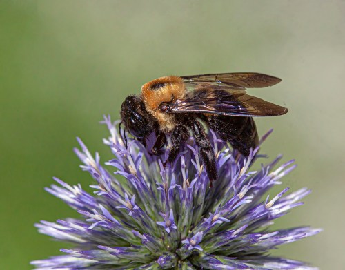 globe thistle