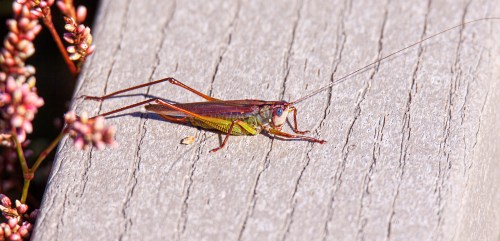 Handsome Meadow Katydid