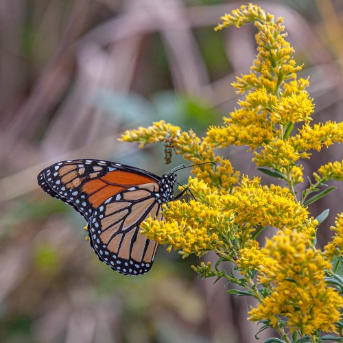 Monarch butterfly