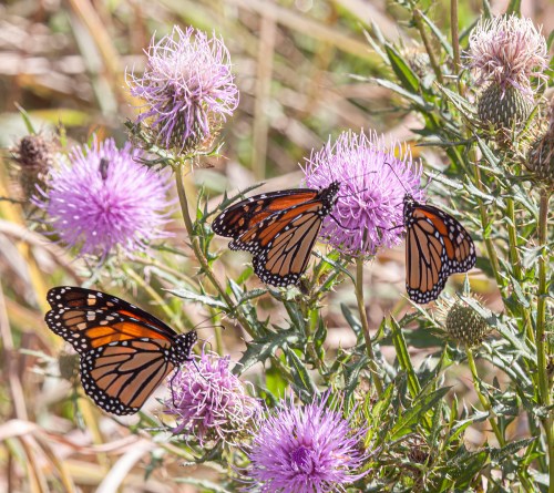 Monarch butterflies