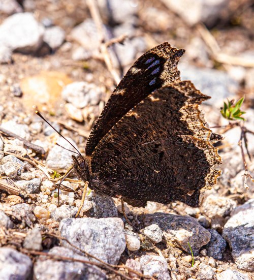 Mourning Cloak