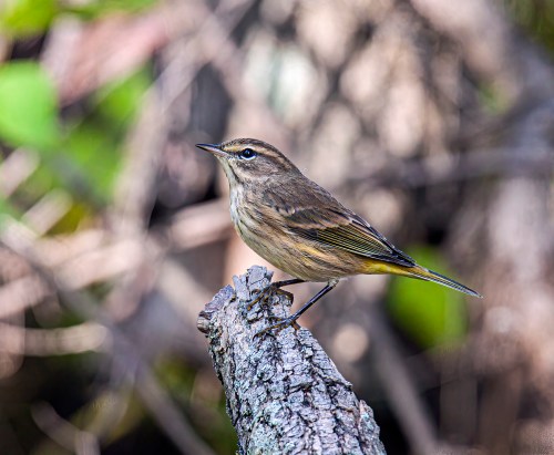 Palm Warbler