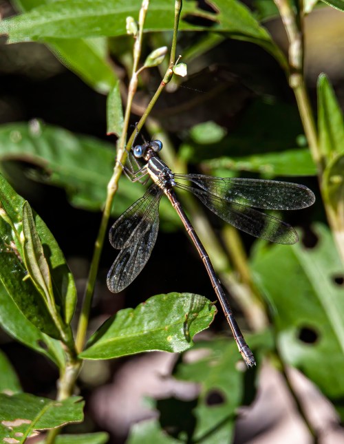 Slender Spreadwing