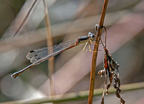 Slender Spreadwing