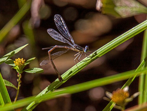 Slender Spreadwing
