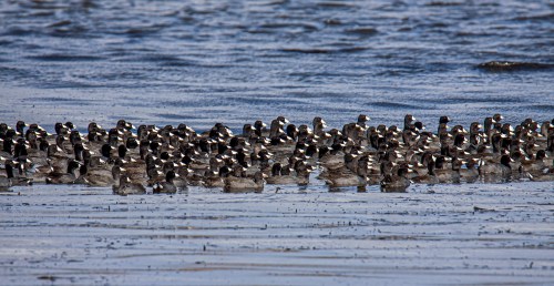 American Coots
