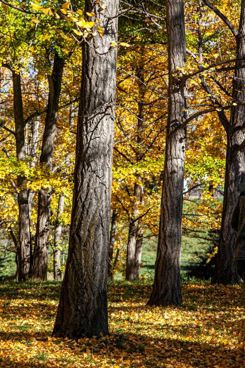 gingko grove