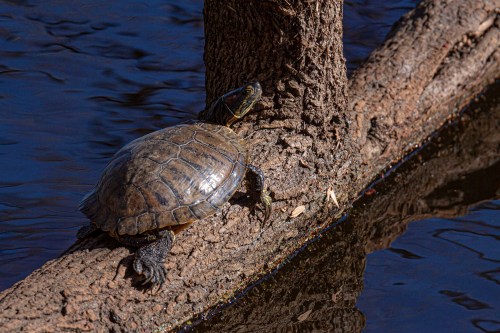 Red-eared Slider
