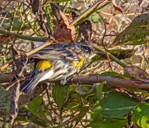 Yellow-rumped Warbler