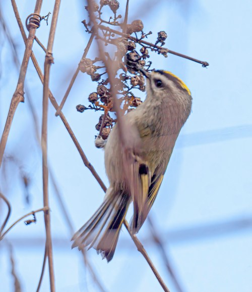 Golden-crowned Kinglet