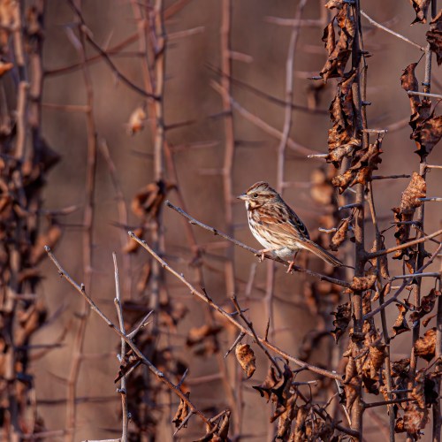 Song Sparrow