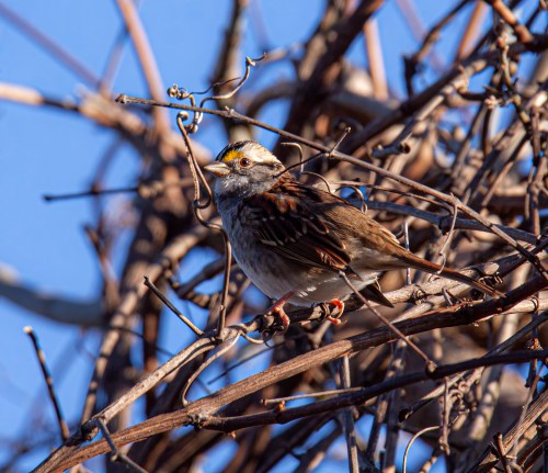 White-throated Sparrow