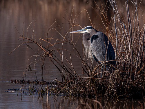 Great Blue Heron