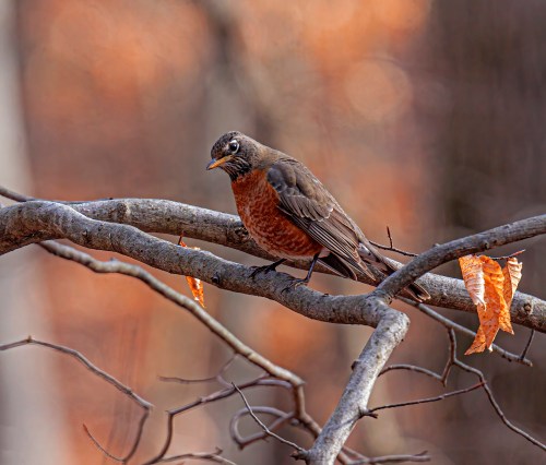 American Robin