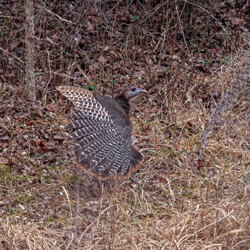 wild turkey