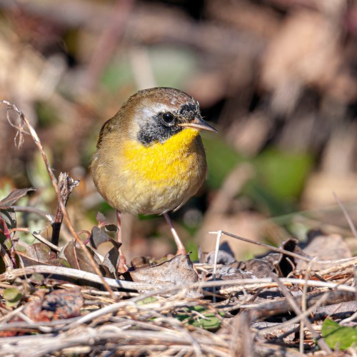 Common Yellowthroat