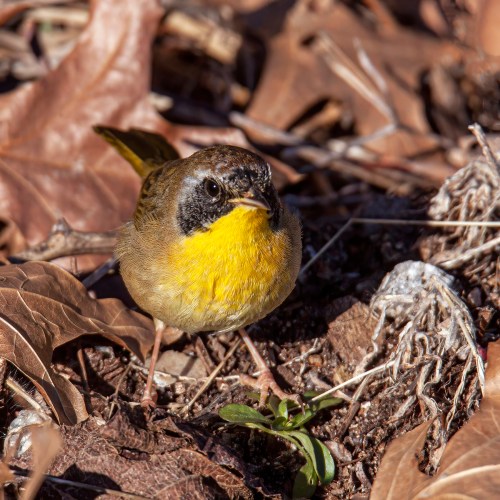 Common Yellowthroat