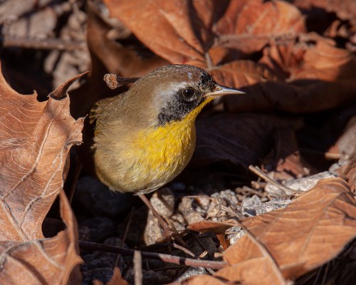 Common Yellowthroat