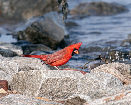 Northern Cardinal