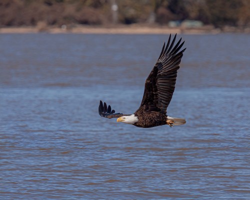 Bald Eagle