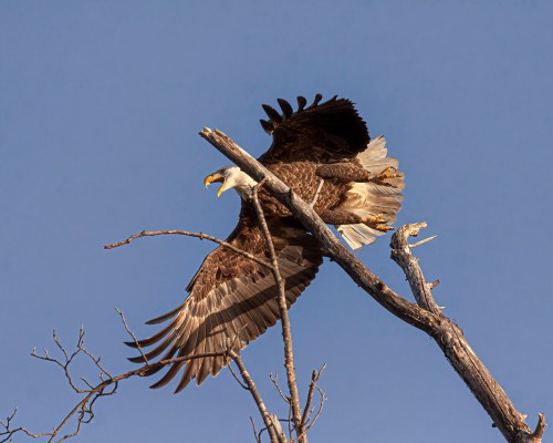 Bald Eagle