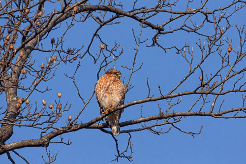 Red-shouldered Hawk