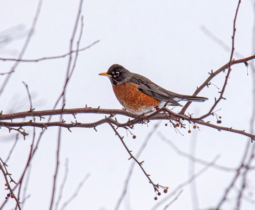 American Robin