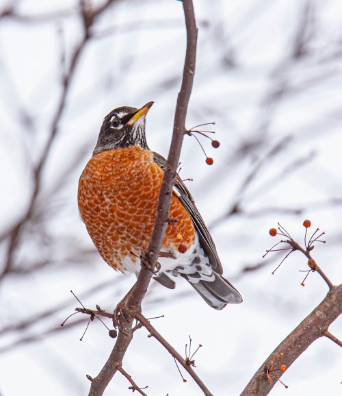 American Robin
