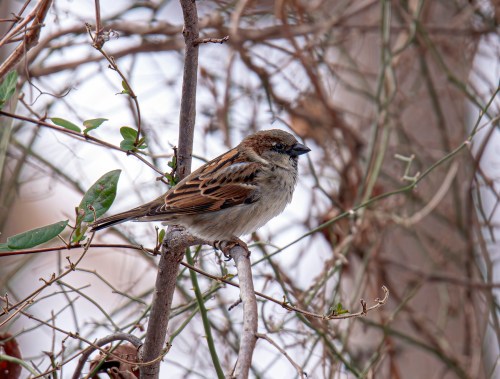 House Sparrow