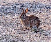 Eastern Cottontail Rabbit
