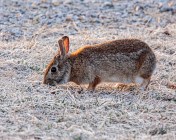 Eastern Cottontail Rabbit