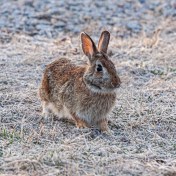 Eastern Cottontail Rabbit