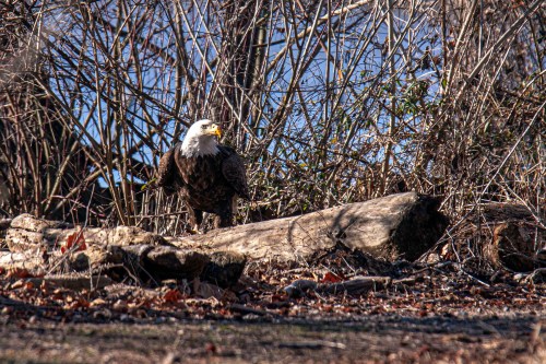 Bald Eagle