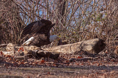 Bald Eagle